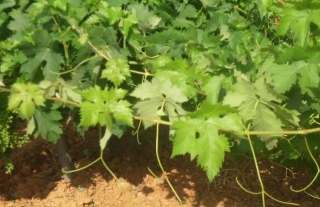  Venha descobrir as nossas vinhas 